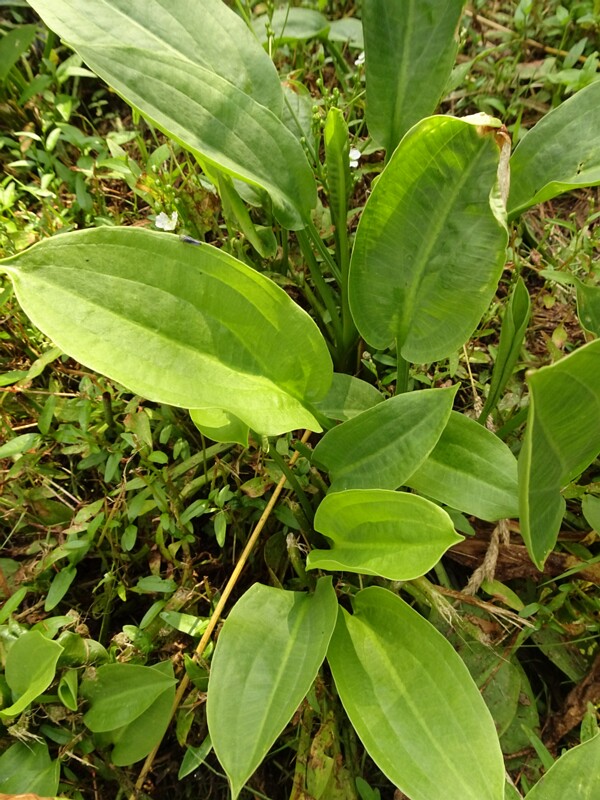 DSC04204