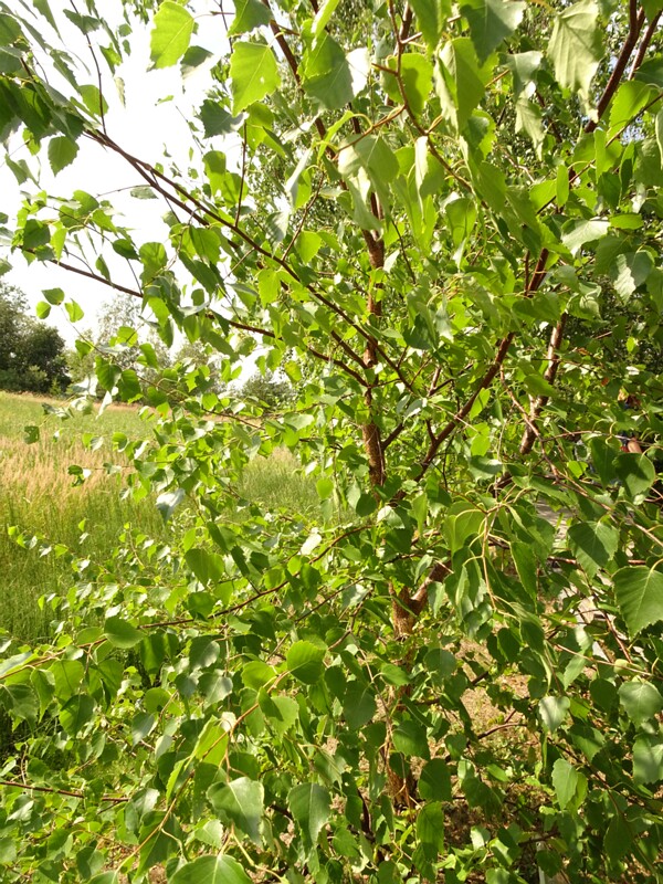 DSC04249