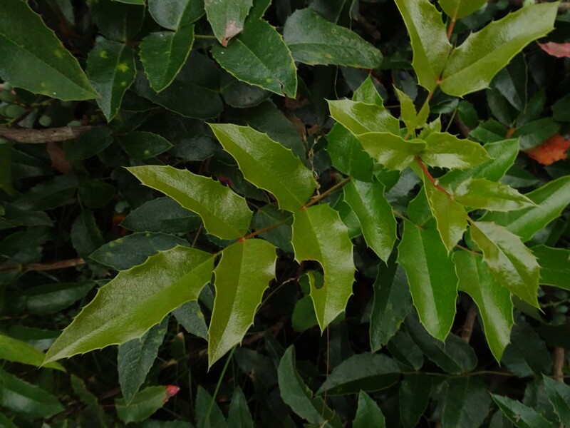 DSC04418