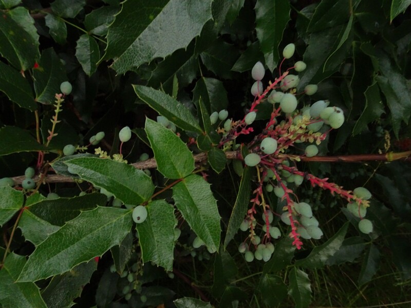 DSC04421