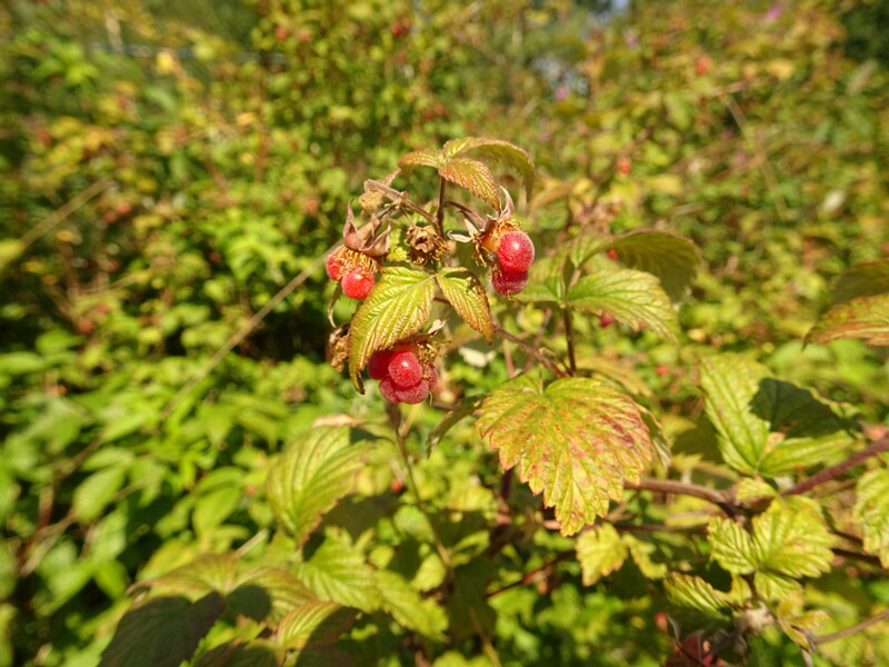 DSC04195