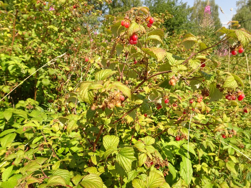DSC04196