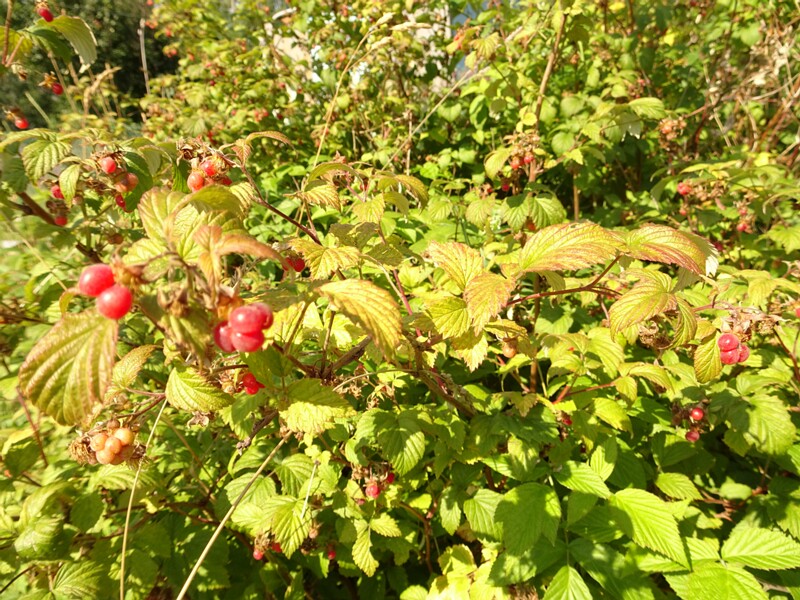DSC04197