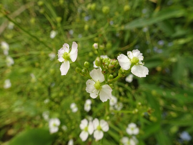 en. American Water-plantain, ru. Частуха обыкновенная, lat. Alisma plantago-aquatica
