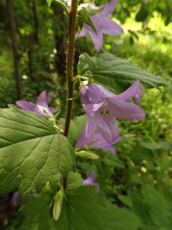 en. Bats-in-the-belfry, ru. Колокольчик крапиволистный, lat. Campanula trachelium