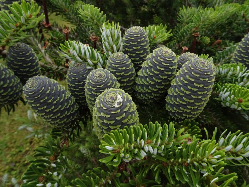en. Corean fir, ru. Пихта корейская, lat. Abies koreana