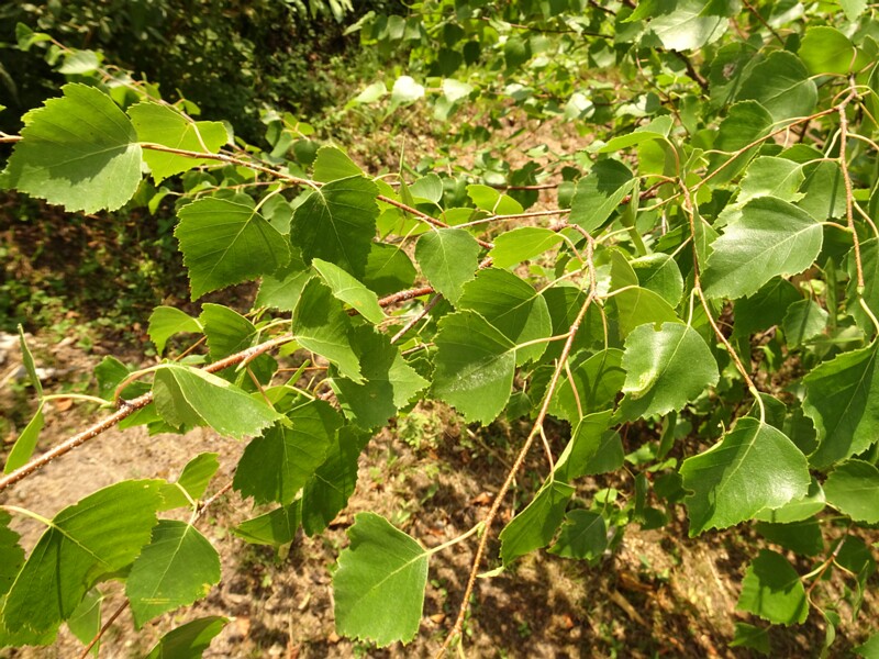 en. Curly birch, ru. Берёза карельская, lat. Betula pendula var. carelica