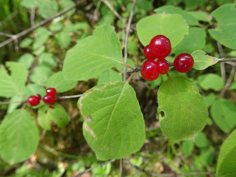 en. Dwarf Honeysuckle, ru. Жимолость обыкновенная, lat. Lonicera xylosteum