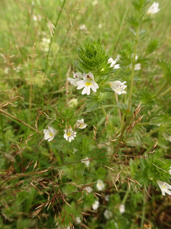 en. Eyebright, ru. Очанка лекарственная, lat. Euphrasia officinalis