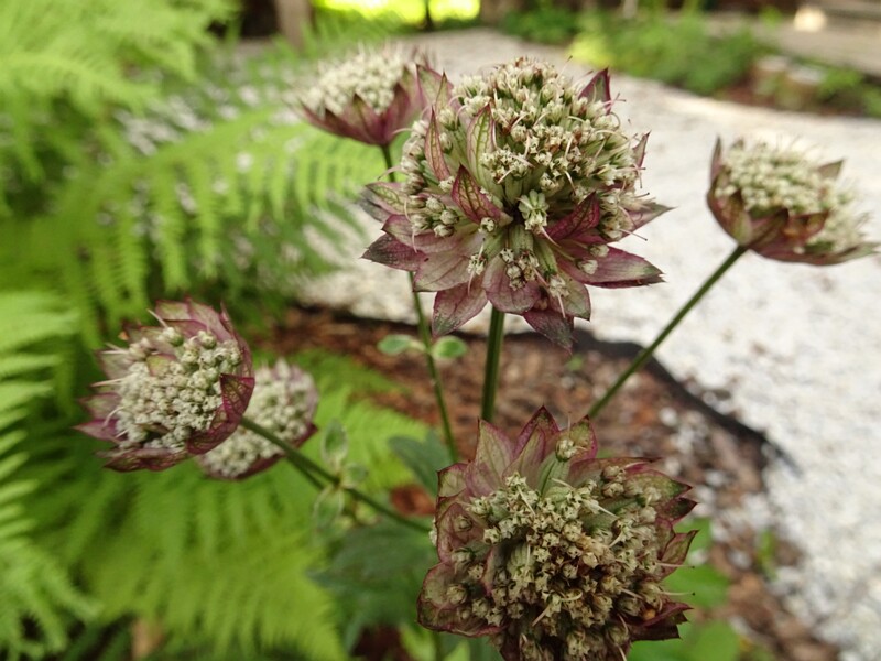 en. Great masterwort, ru. Звездовка крупная, lat. Astrantia major