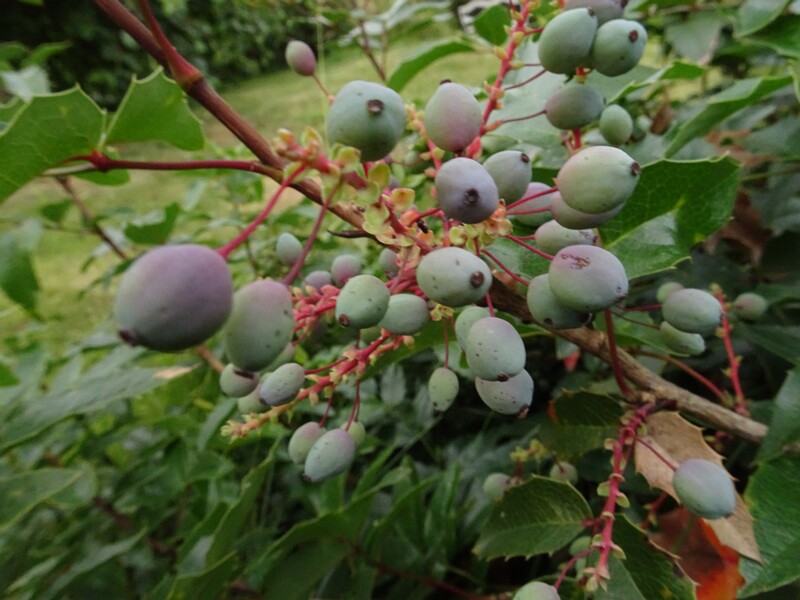 en. Oregon grape, ru. Магония падуболистная, lat. Mahonia aquifolium