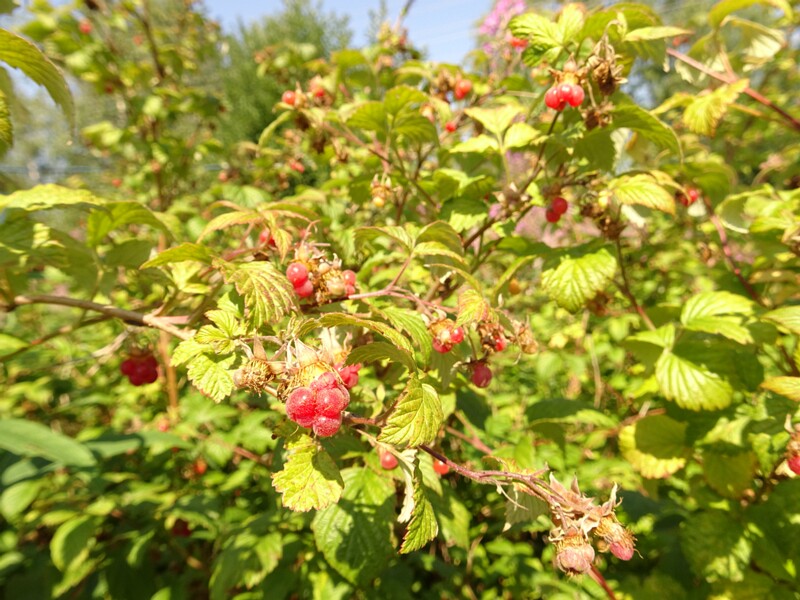 en. Red raspberry, ru. Малина обыкновенная, lat. Rubus idaeus