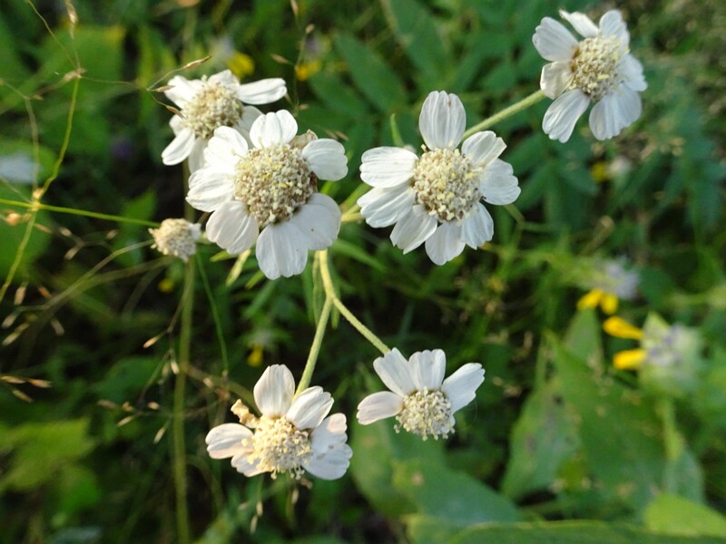 en. Sneezeweed, ru. Тысячелистник птармика, lat. Achillea ptarmica