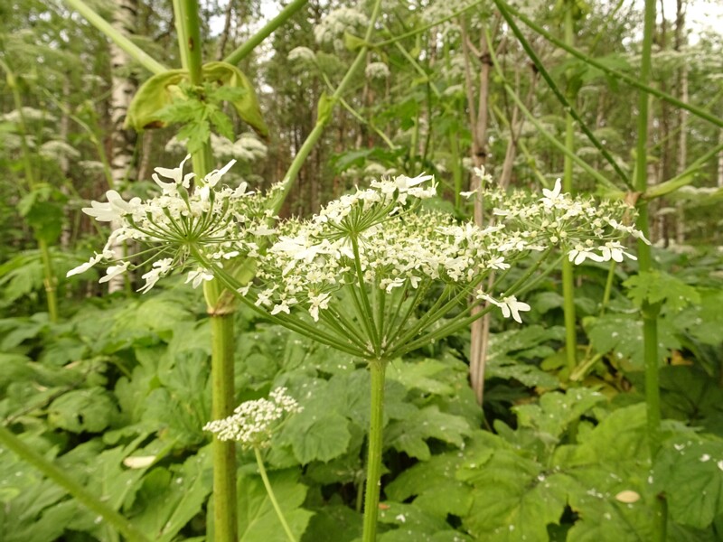en. Sosnowsky's hogweed, ru. Борщевик Сосновского, lat. Heracleum sosnowskyi