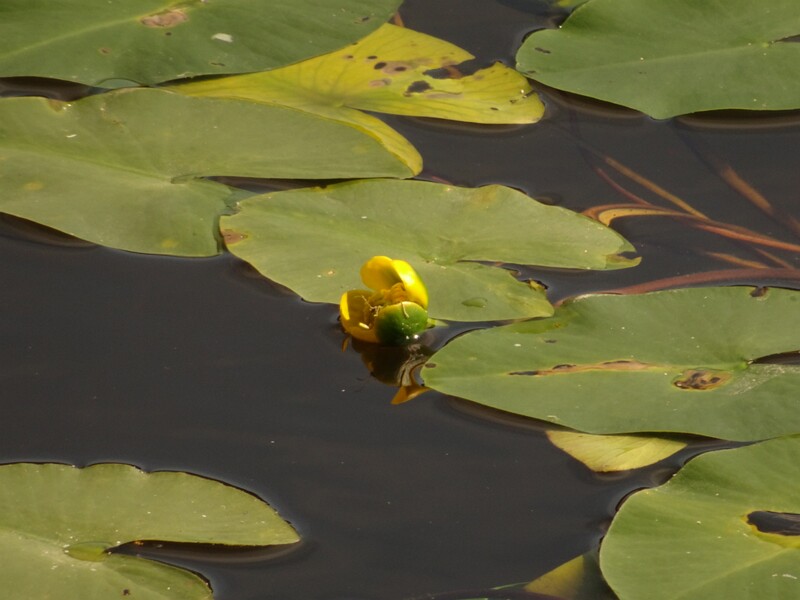 en. Spatterdock, ru. Кубышка желтая, lat. Nuphar lutea