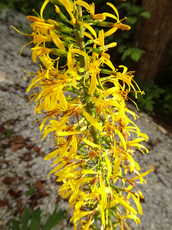 en. Wilson's Ligularia, ru. Бузульник Вильсона, lat. Ligularia wilsoniana