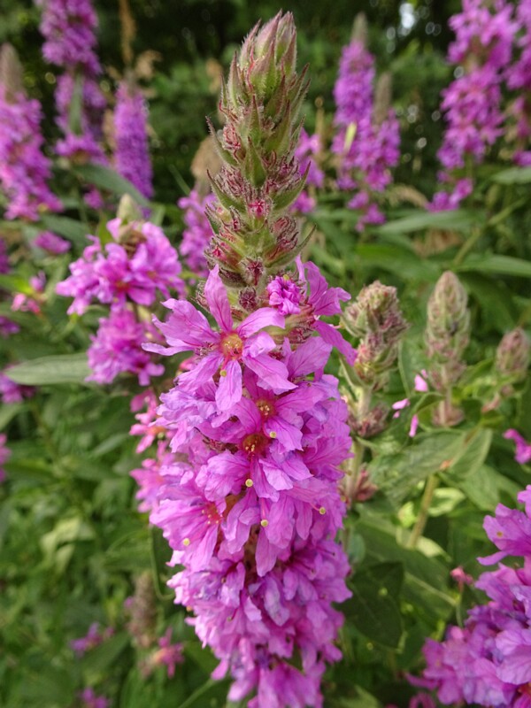 Flora